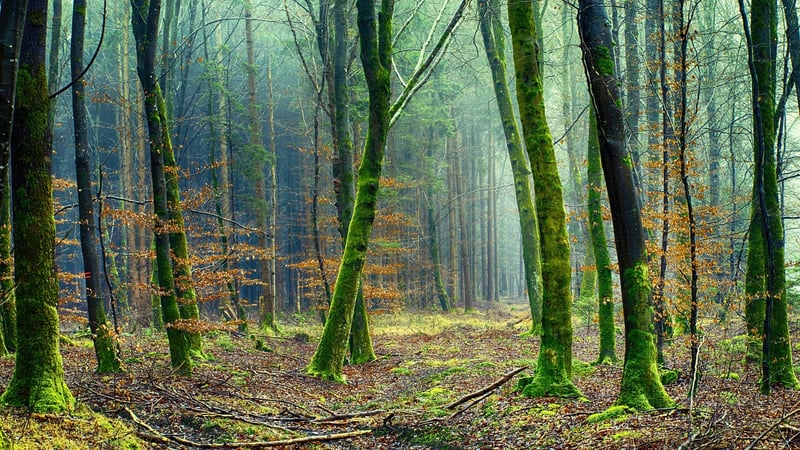Moss in a green forest