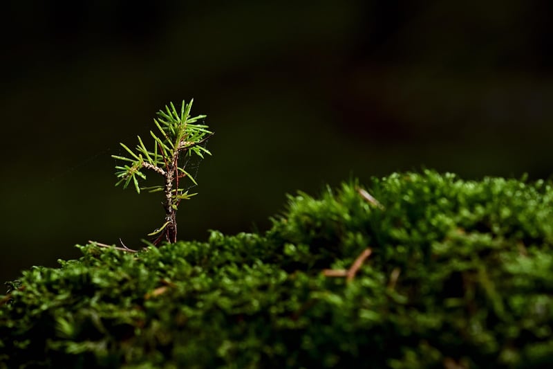 Green moss plant